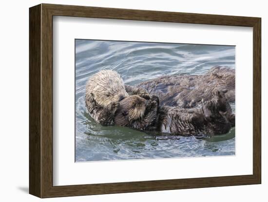 USA, California, San Luis Obispo County. Sea otter mother and pup grooming.-Jaynes Gallery-Framed Photographic Print