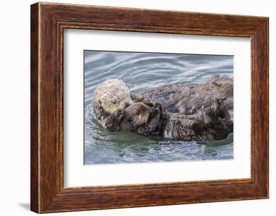 USA, California, San Luis Obispo County. Sea otter mother and pup grooming.-Jaynes Gallery-Framed Photographic Print