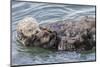 USA, California, San Luis Obispo County. Sea otter mother and pup grooming.-Jaynes Gallery-Mounted Photographic Print