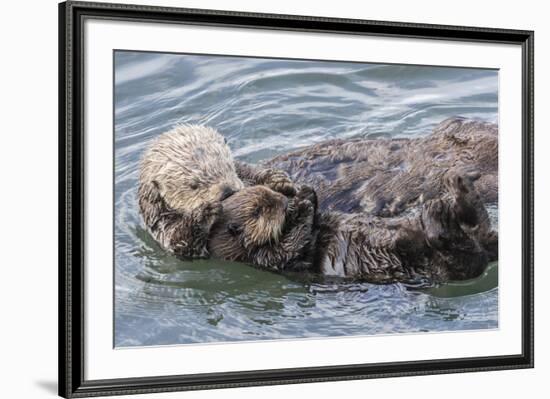 USA, California, San Luis Obispo County. Sea otter mother and pup grooming.-Jaynes Gallery-Framed Photographic Print