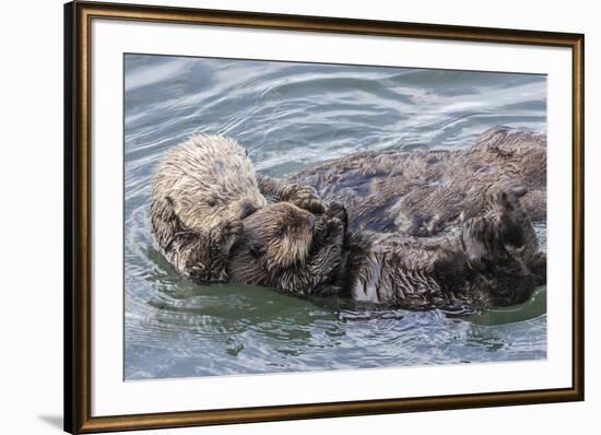 USA, California, San Luis Obispo County. Sea otter mother and pup grooming.-Jaynes Gallery-Framed Photographic Print