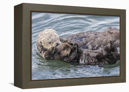 USA, California, San Luis Obispo County. Sea otter mother and pup grooming.-Jaynes Gallery-Framed Premier Image Canvas