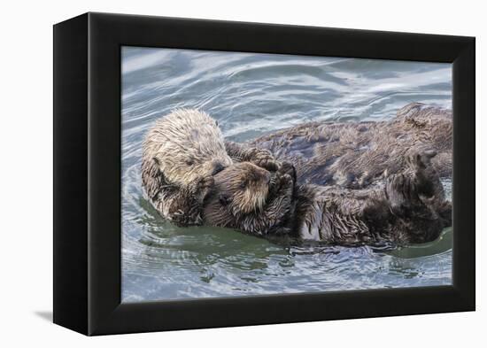 USA, California, San Luis Obispo County. Sea otter mother and pup grooming.-Jaynes Gallery-Framed Premier Image Canvas