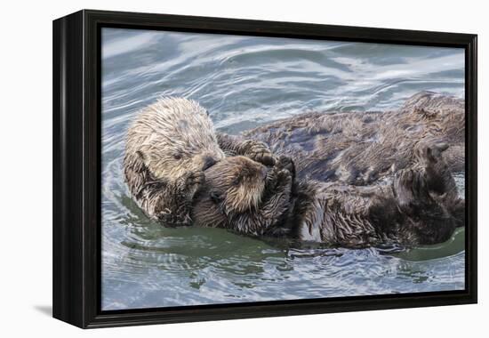 USA, California, San Luis Obispo County. Sea otter mother and pup grooming.-Jaynes Gallery-Framed Premier Image Canvas