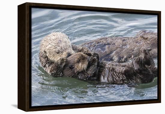 USA, California, San Luis Obispo County. Sea otter mother and pup grooming.-Jaynes Gallery-Framed Premier Image Canvas