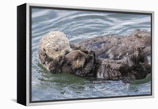 USA, California, San Luis Obispo County. Sea otter mother and pup grooming.-Jaynes Gallery-Framed Premier Image Canvas