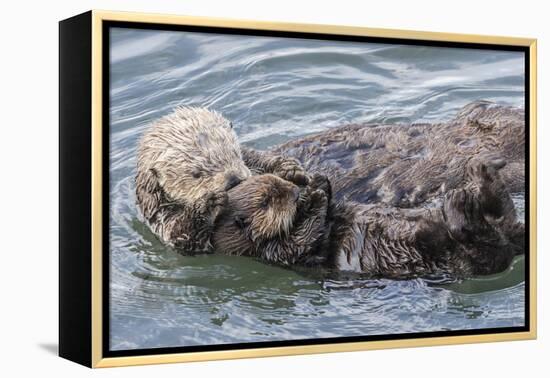 USA, California, San Luis Obispo County. Sea otter mother and pup grooming.-Jaynes Gallery-Framed Premier Image Canvas