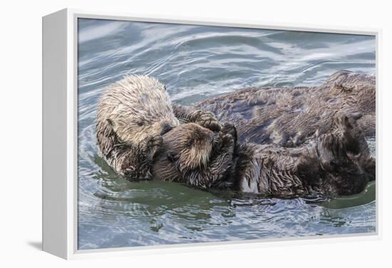 USA, California, San Luis Obispo County. Sea otter mother and pup grooming.-Jaynes Gallery-Framed Premier Image Canvas