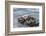 USA, California, San Luis Obispo County. Sea otter mother and pup grooming.-Jaynes Gallery-Framed Photographic Print