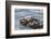 USA, California, San Luis Obispo County. Sea otter mother and pup grooming.-Jaynes Gallery-Framed Photographic Print