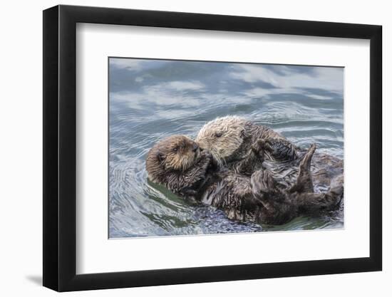 USA, California, San Luis Obispo County. Sea otter mother and pup grooming.-Jaynes Gallery-Framed Photographic Print