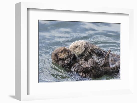 USA, California, San Luis Obispo County. Sea otter mother and pup grooming.-Jaynes Gallery-Framed Photographic Print