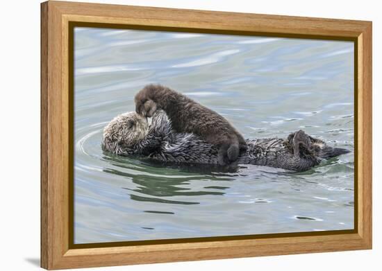 USA, California, San Luis Obispo County. Sea otter mother and pup.-Jaynes Gallery-Framed Premier Image Canvas