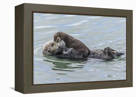 USA, California, San Luis Obispo County. Sea otter mother and pup.-Jaynes Gallery-Framed Premier Image Canvas