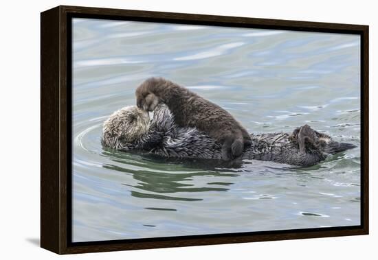 USA, California, San Luis Obispo County. Sea otter mother and pup.-Jaynes Gallery-Framed Premier Image Canvas