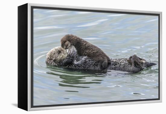 USA, California, San Luis Obispo County. Sea otter mother and pup.-Jaynes Gallery-Framed Premier Image Canvas