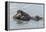 USA, California, San Luis Obispo County. Sea otter mother and pup.-Jaynes Gallery-Framed Premier Image Canvas