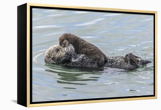 USA, California, San Luis Obispo County. Sea otter mother and pup.-Jaynes Gallery-Framed Premier Image Canvas