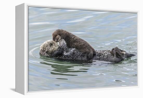 USA, California, San Luis Obispo County. Sea otter mother and pup.-Jaynes Gallery-Framed Premier Image Canvas