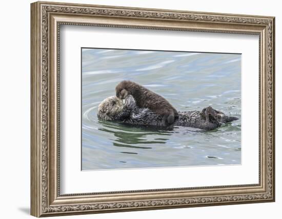 USA, California, San Luis Obispo County. Sea otter mother and pup.-Jaynes Gallery-Framed Photographic Print