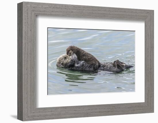 USA, California, San Luis Obispo County. Sea otter mother and pup.-Jaynes Gallery-Framed Photographic Print