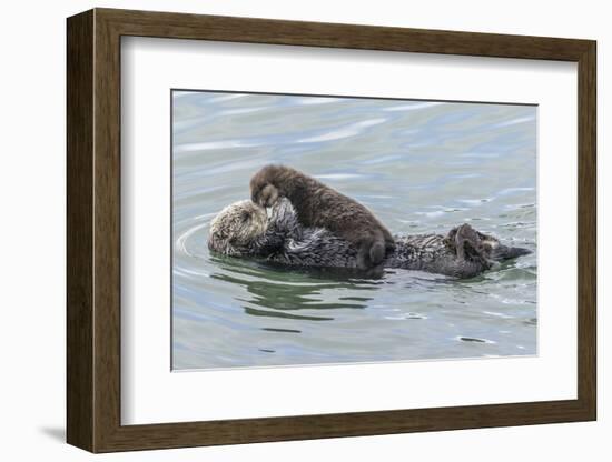 USA, California, San Luis Obispo County. Sea otter mother and pup.-Jaynes Gallery-Framed Photographic Print