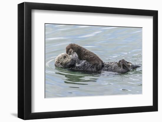 USA, California, San Luis Obispo County. Sea otter mother and pup.-Jaynes Gallery-Framed Photographic Print