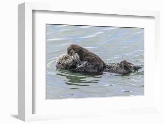 USA, California, San Luis Obispo County. Sea otter mother and pup.-Jaynes Gallery-Framed Photographic Print