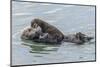 USA, California, San Luis Obispo County. Sea otter mother and pup.-Jaynes Gallery-Mounted Photographic Print