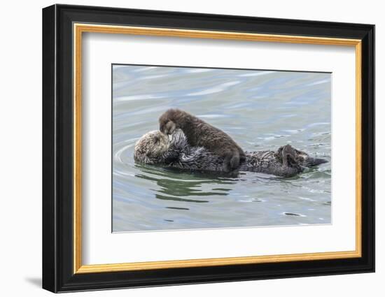 USA, California, San Luis Obispo County. Sea otter mother and pup.-Jaynes Gallery-Framed Photographic Print