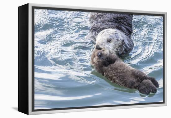 USA, California, San Luis Obispo. Sea otter mother and pup.-Jaynes Gallery-Framed Premier Image Canvas