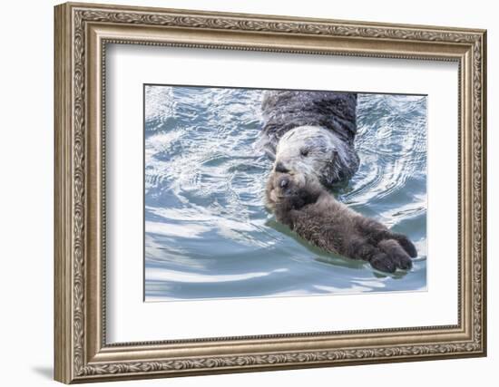 USA, California, San Luis Obispo. Sea otter mother and pup.-Jaynes Gallery-Framed Photographic Print