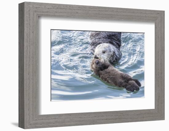 USA, California, San Luis Obispo. Sea otter mother and pup.-Jaynes Gallery-Framed Photographic Print