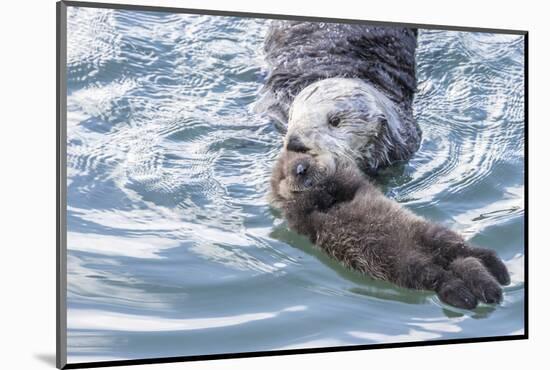 USA, California, San Luis Obispo. Sea otter mother and pup.-Jaynes Gallery-Mounted Photographic Print