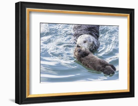 USA, California, San Luis Obispo. Sea otter mother and pup.-Jaynes Gallery-Framed Photographic Print