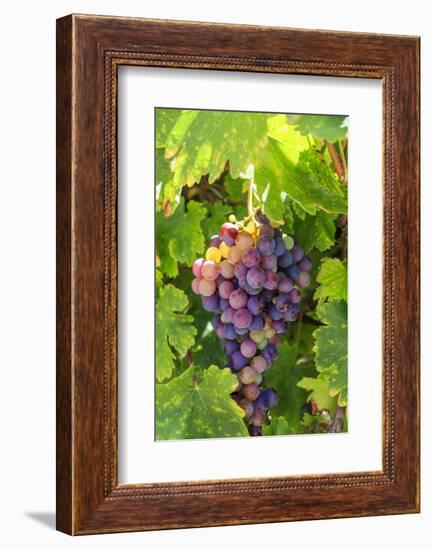 USA, California, Santa Barbara. Grapes.-Emily Wilson-Framed Photographic Print