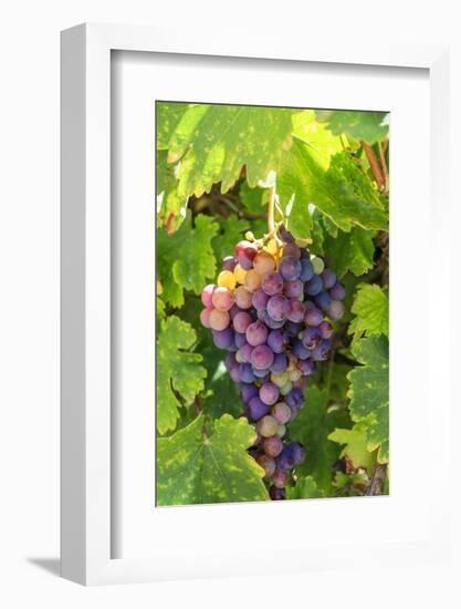 USA, California, Santa Barbara. Grapes.-Emily Wilson-Framed Photographic Print