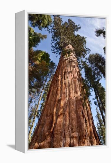 USA, California, Sequoia National Park, Giant Sequoia Ascends to the Sky-Ann Collins-Framed Premier Image Canvas