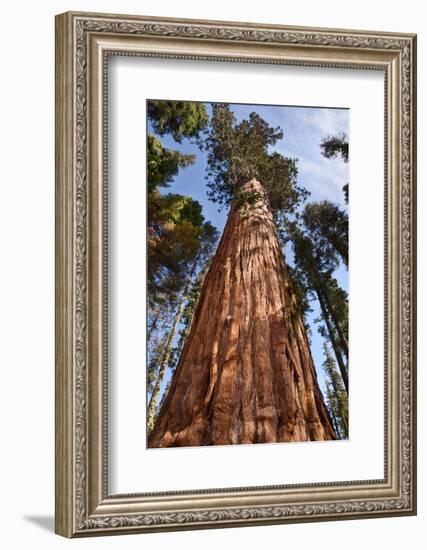 USA, California, Sequoia National Park, Giant Sequoia Ascends to the Sky-Ann Collins-Framed Photographic Print