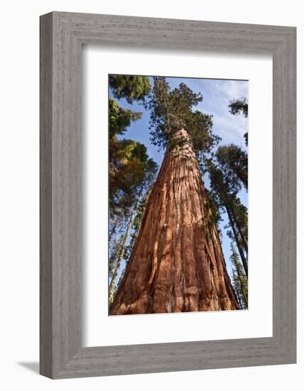 USA, California, Sequoia National Park, Giant Sequoia Ascends to the Sky-Ann Collins-Framed Photographic Print