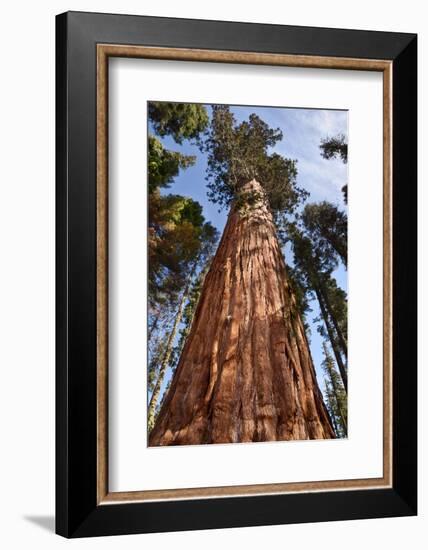 USA, California, Sequoia National Park, Giant Sequoia Ascends to the Sky-Ann Collins-Framed Photographic Print