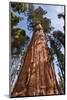 USA, California, Sequoia National Park, Giant Sequoia Ascends to the Sky-Ann Collins-Mounted Photographic Print