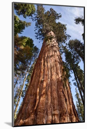 USA, California, Sequoia National Park, Giant Sequoia Ascends to the Sky-Ann Collins-Mounted Photographic Print