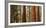 USA, California, Sequoia National Park, Panoramic View of Giant Sequoia Tree-Ann Collins-Framed Photographic Print