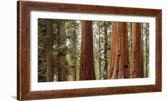 USA, California, Sequoia National Park, Panoramic View of Giant Sequoia Tree-Ann Collins-Framed Photographic Print