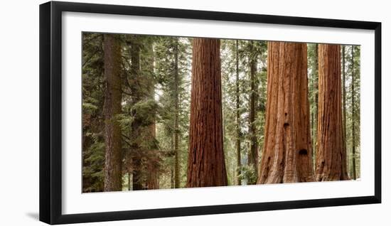 USA, California, Sequoia National Park, Panoramic View of Giant Sequoia Tree-Ann Collins-Framed Photographic Print