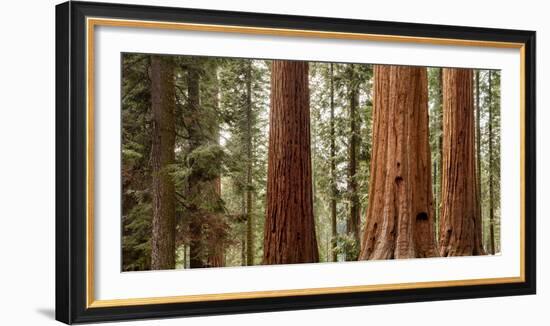 USA, California, Sequoia National Park, Panoramic View of Giant Sequoia Tree-Ann Collins-Framed Photographic Print