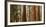 USA, California, Sequoia National Park, Panoramic View of Giant Sequoia Tree-Ann Collins-Framed Photographic Print