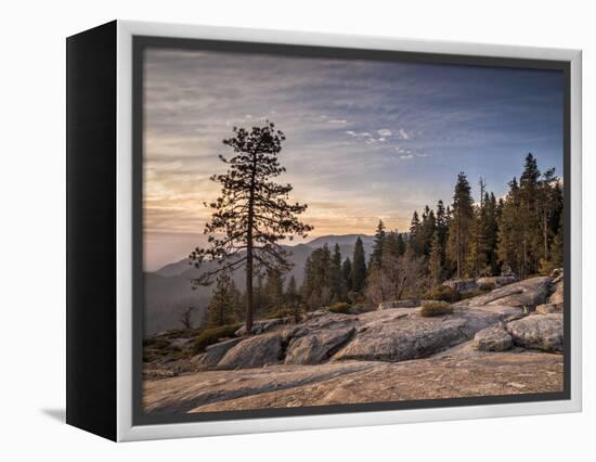 USA, California, Sequoia National Park. Sunset Near Beetle Rock Education Center-Ann Collins-Framed Premier Image Canvas