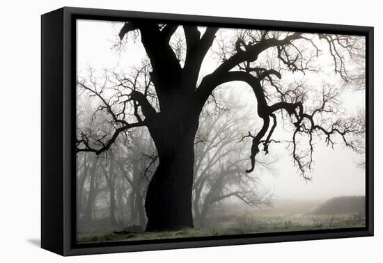 USA, California, Shell Creek. Silhouette of oak tree in fog.-Jaynes Gallery-Framed Premier Image Canvas
